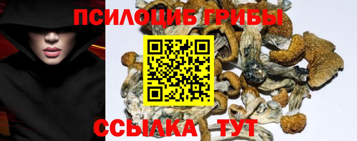 Псилоцибиновые грибы Psilocybe Иваново